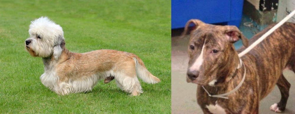 Mountain View Cur vs Dandie Dinmont Terrier - Breed Comparison