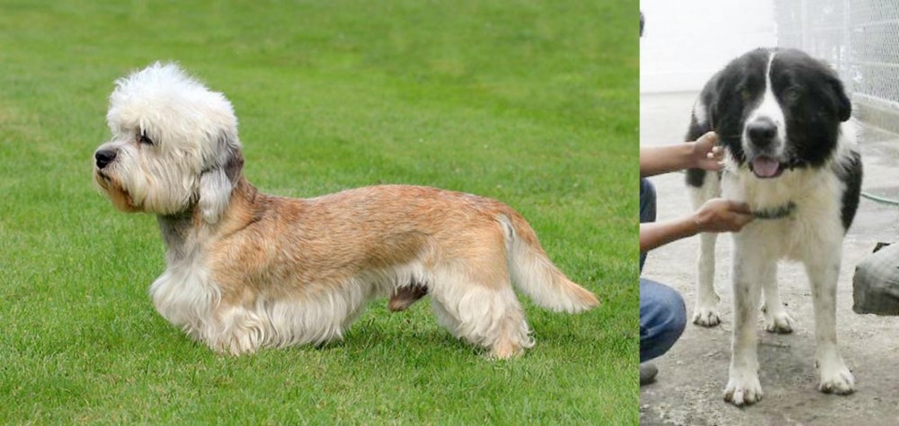 Mucuchies vs Dandie Dinmont Terrier - Breed Comparison