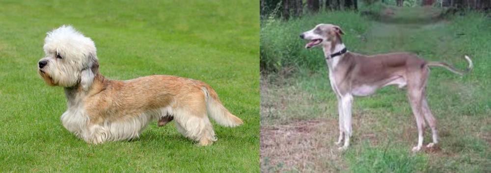 Mudhol Hound vs Dandie Dinmont Terrier - Breed Comparison