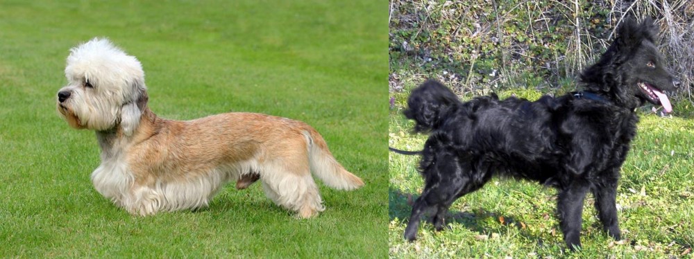 Mudi vs Dandie Dinmont Terrier - Breed Comparison