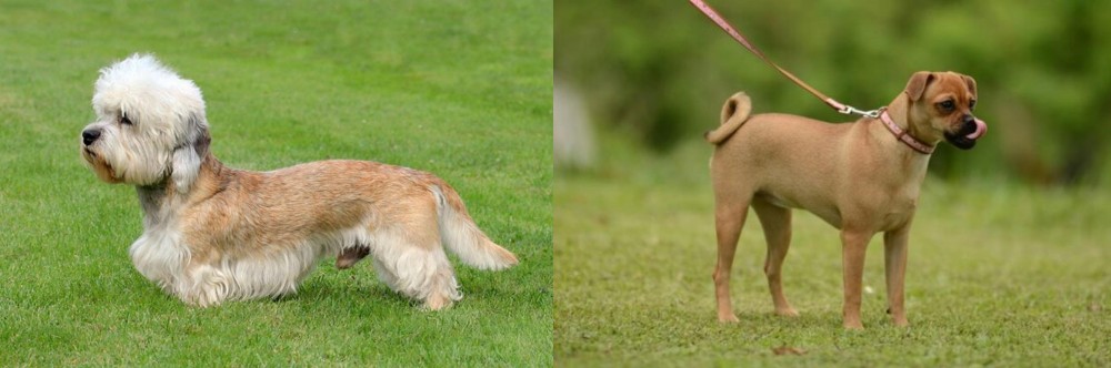 Muggin vs Dandie Dinmont Terrier - Breed Comparison