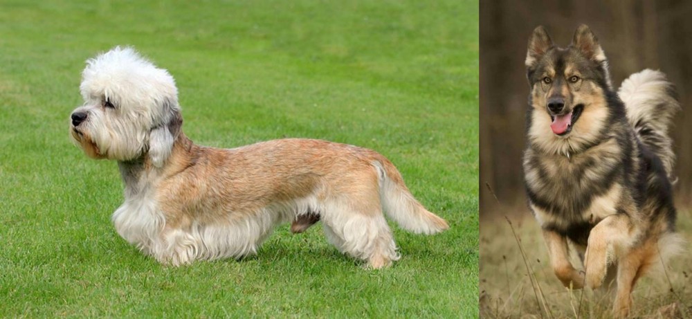 Native American Indian Dog vs Dandie Dinmont Terrier - Breed Comparison