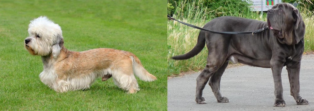 Neapolitan Mastiff vs Dandie Dinmont Terrier - Breed Comparison