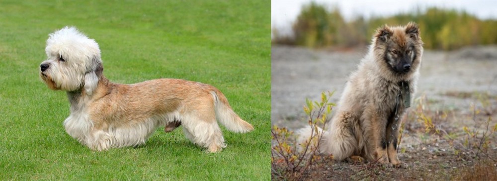 Nenets Herding Laika vs Dandie Dinmont Terrier - Breed Comparison