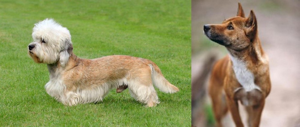 New Guinea Singing Dog vs Dandie Dinmont Terrier - Breed Comparison