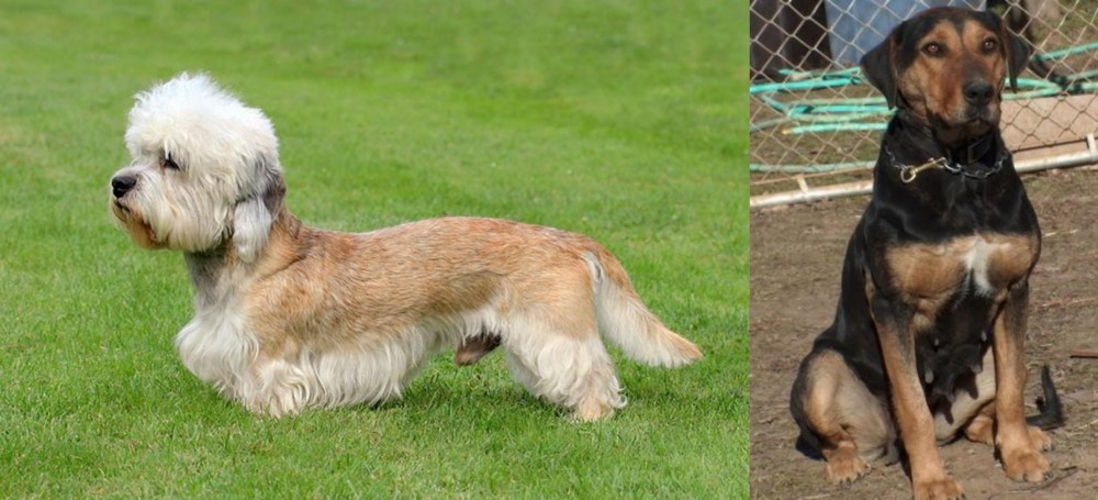 New Zealand Huntaway vs Dandie Dinmont Terrier - Breed Comparison