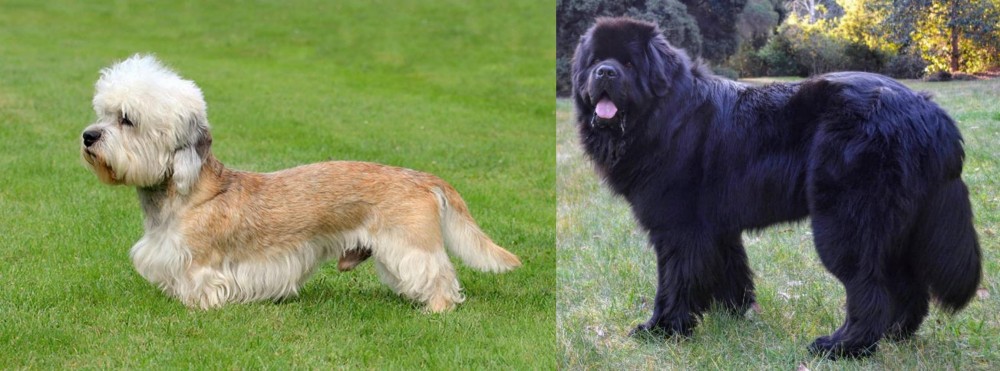 Newfoundland Dog vs Dandie Dinmont Terrier - Breed Comparison