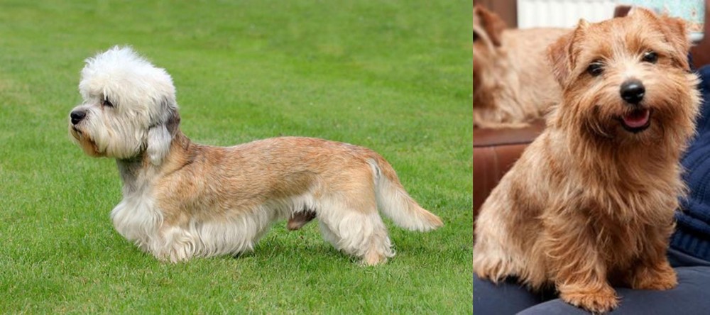 Norfolk Terrier vs Dandie Dinmont Terrier - Breed Comparison