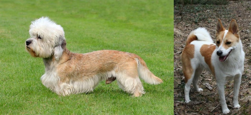 Norrbottenspets vs Dandie Dinmont Terrier - Breed Comparison