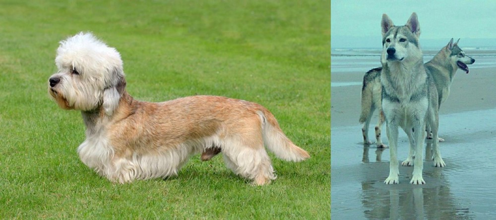 Northern Inuit Dog vs Dandie Dinmont Terrier - Breed Comparison