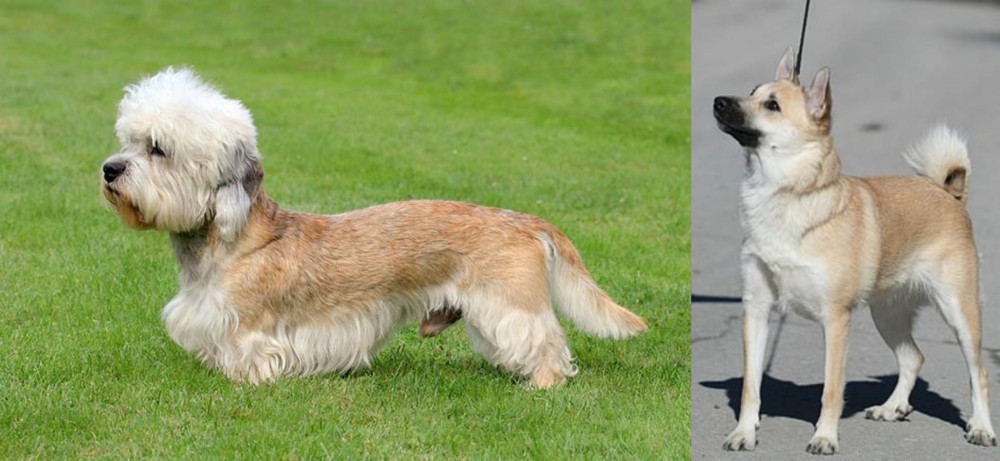 Norwegian Buhund vs Dandie Dinmont Terrier - Breed Comparison