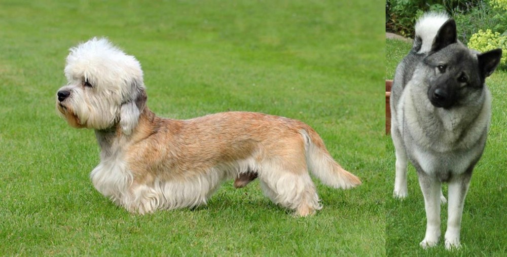 Norwegian Elkhound vs Dandie Dinmont Terrier - Breed Comparison