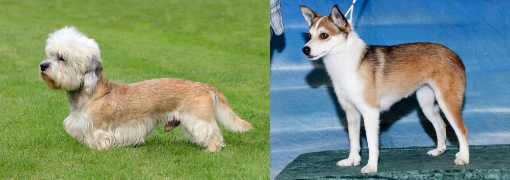 Norwegian Lundehund vs Dandie Dinmont Terrier - Breed Comparison