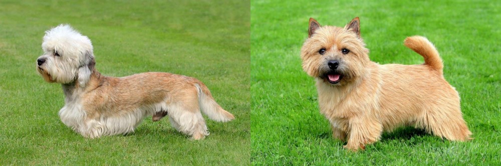 Nova Scotia Duck-Tolling Retriever vs Dandie Dinmont Terrier - Breed Comparison