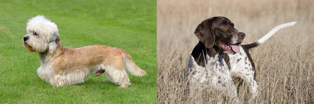Old Danish Pointer vs Dandie Dinmont Terrier - Breed Comparison