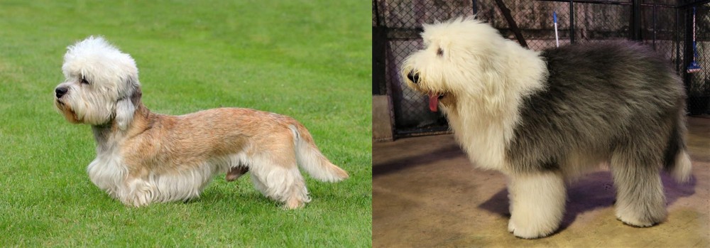 Old English Sheepdog vs Dandie Dinmont Terrier - Breed Comparison