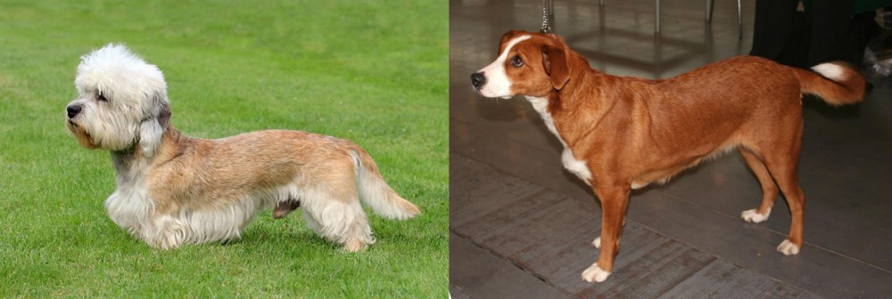 Osterreichischer Kurzhaariger Pinscher vs Dandie Dinmont Terrier - Breed Comparison