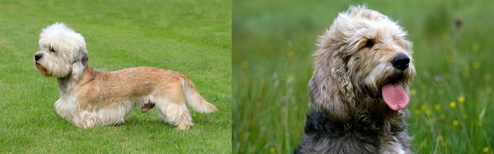 Otterhound vs Dandie Dinmont Terrier - Breed Comparison