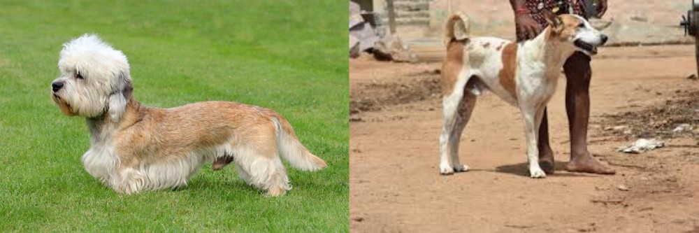 Pandikona vs Dandie Dinmont Terrier - Breed Comparison