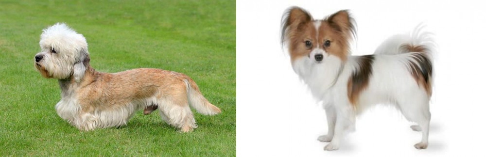 Papillon vs Dandie Dinmont Terrier - Breed Comparison