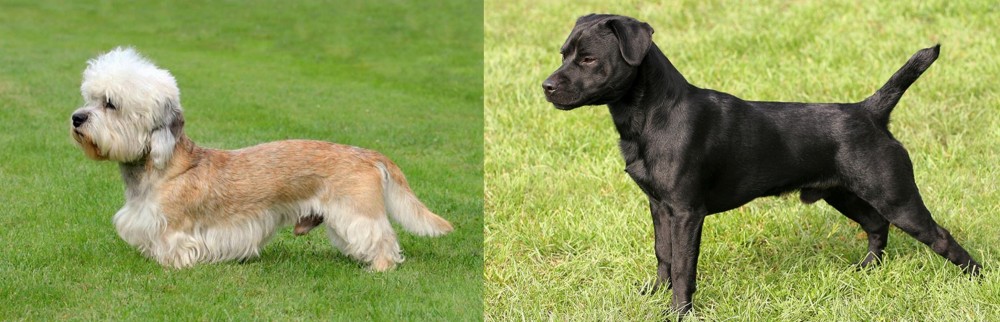 Patterdale Terrier vs Dandie Dinmont Terrier - Breed Comparison