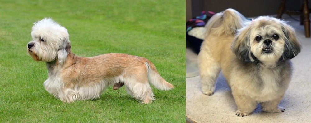 PekePoo vs Dandie Dinmont Terrier - Breed Comparison