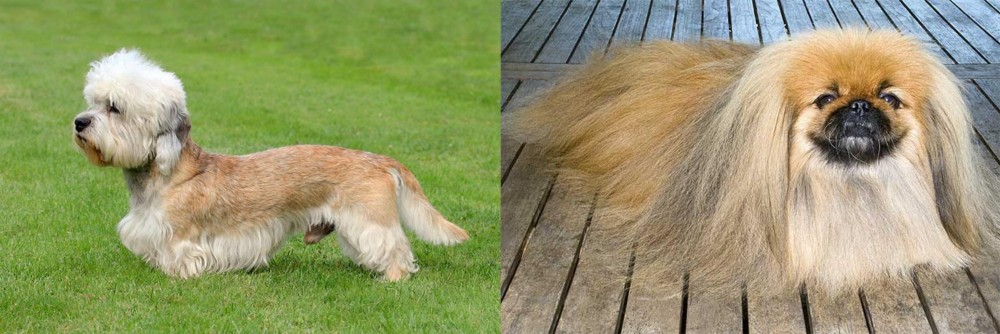 Pekingese vs Dandie Dinmont Terrier - Breed Comparison