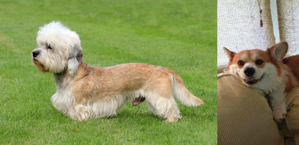 Pembroke Welsh Corgi vs Dandie Dinmont Terrier - Breed Comparison
