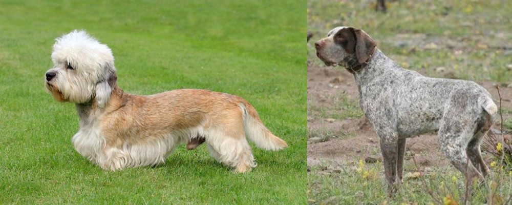 Perdiguero de Burgos vs Dandie Dinmont Terrier - Breed Comparison