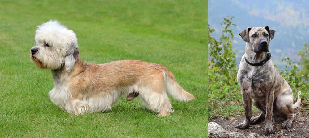 Perro Cimarron vs Dandie Dinmont Terrier - Breed Comparison