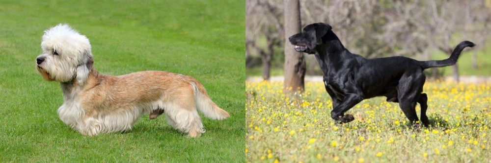 Perro de Pastor Mallorquin vs Dandie Dinmont Terrier - Breed Comparison