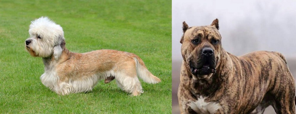 Perro de Presa Canario vs Dandie Dinmont Terrier - Breed Comparison