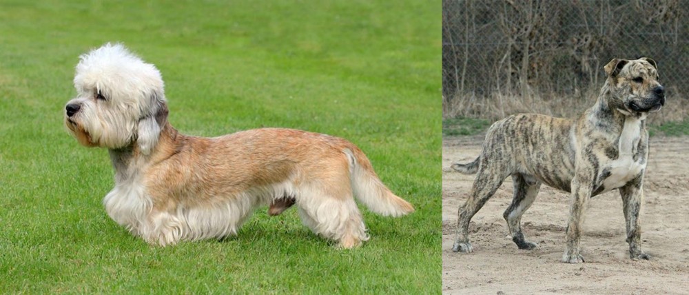 Perro de Presa Mallorquin vs Dandie Dinmont Terrier - Breed Comparison