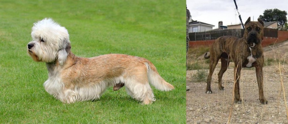 Perro de Toro vs Dandie Dinmont Terrier - Breed Comparison