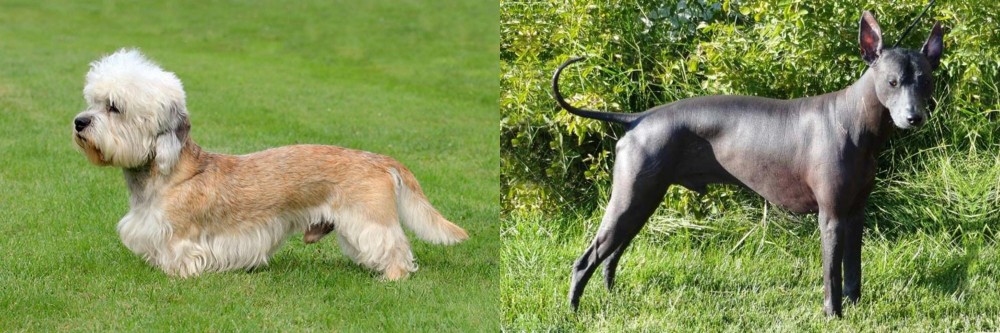 Peruvian Hairless vs Dandie Dinmont Terrier - Breed Comparison
