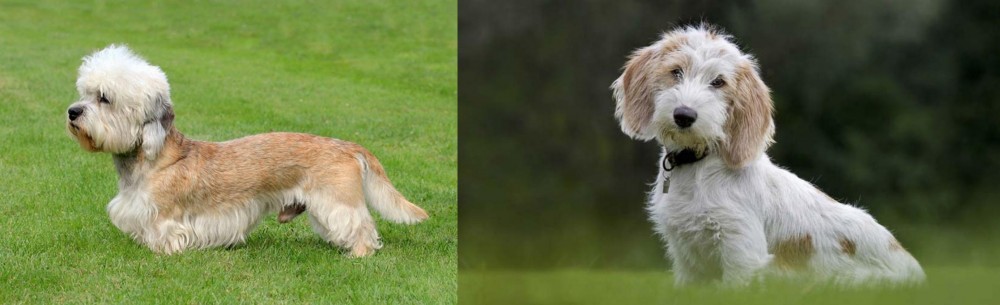 Petit Basset Griffon Vendeen vs Dandie Dinmont Terrier - Breed Comparison