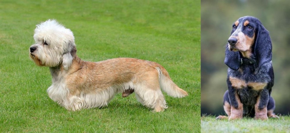 Petit Bleu de Gascogne vs Dandie Dinmont Terrier - Breed Comparison