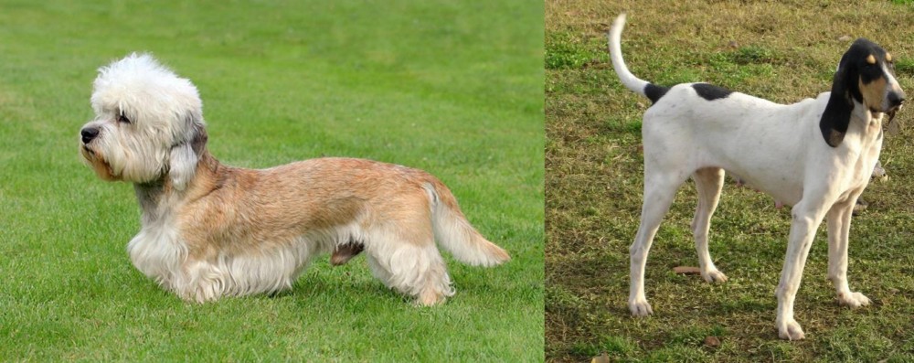 Petit Gascon Saintongeois vs Dandie Dinmont Terrier - Breed Comparison