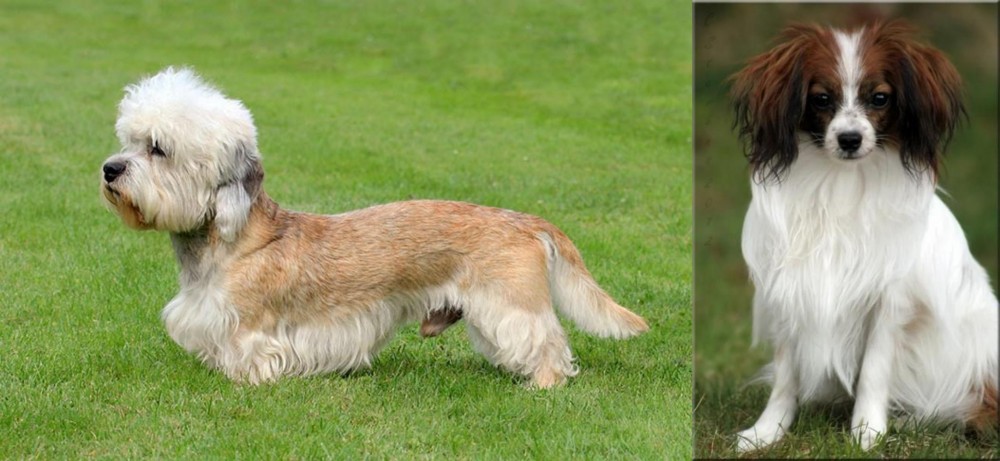 Phalene vs Dandie Dinmont Terrier - Breed Comparison