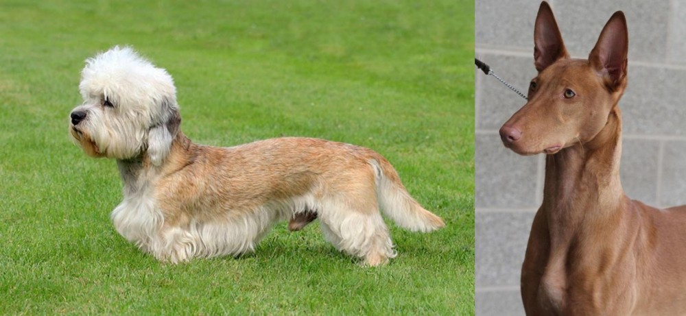 Pharaoh Hound vs Dandie Dinmont Terrier - Breed Comparison