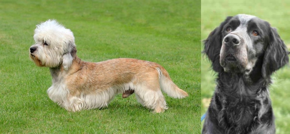Picardy Spaniel vs Dandie Dinmont Terrier - Breed Comparison