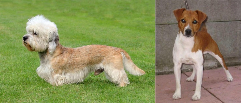Plummer Terrier vs Dandie Dinmont Terrier - Breed Comparison