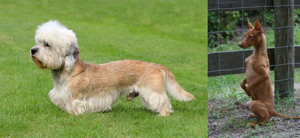 Podenco Andaluz vs Dandie Dinmont Terrier - Breed Comparison