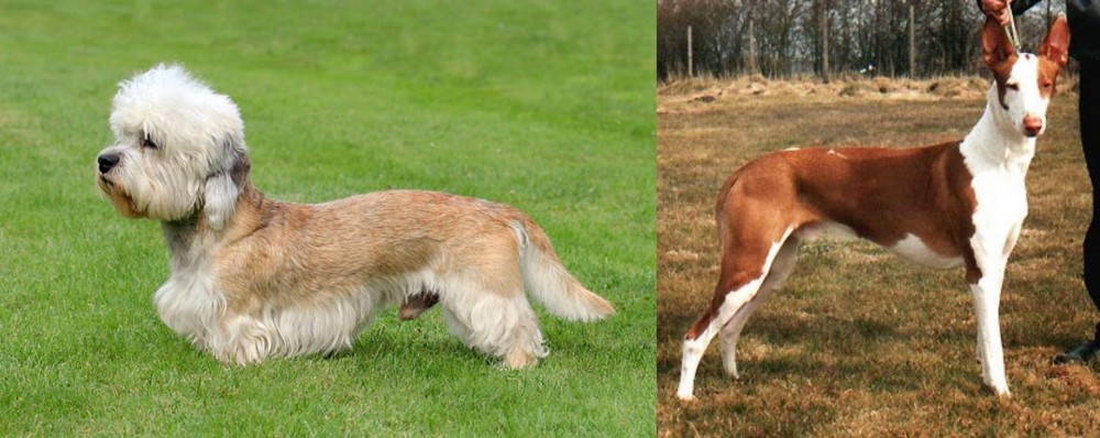 Podenco Canario vs Dandie Dinmont Terrier - Breed Comparison