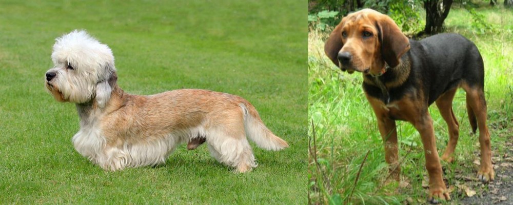 Polish Hound vs Dandie Dinmont Terrier - Breed Comparison