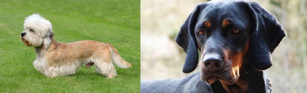 Polish Hunting Dog vs Dandie Dinmont Terrier - Breed Comparison
