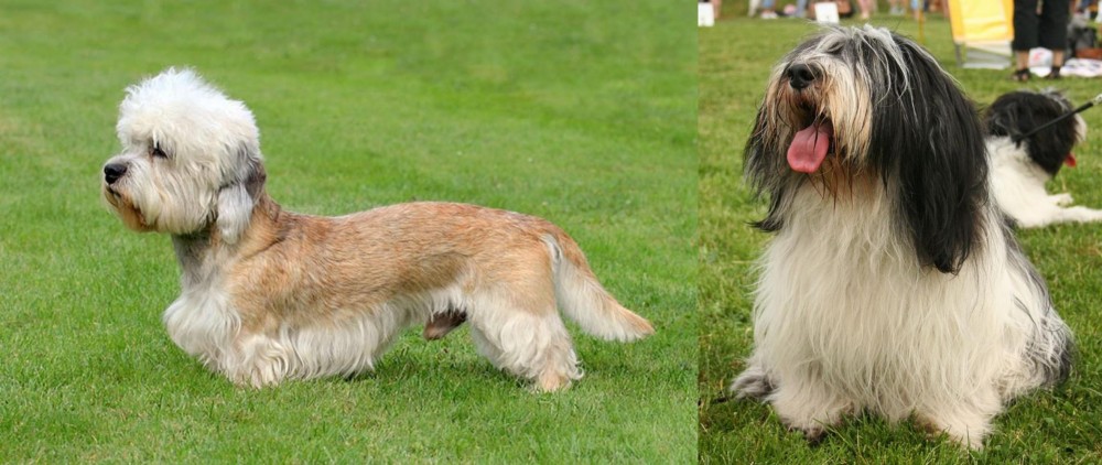 Polish Lowland Sheepdog vs Dandie Dinmont Terrier - Breed Comparison