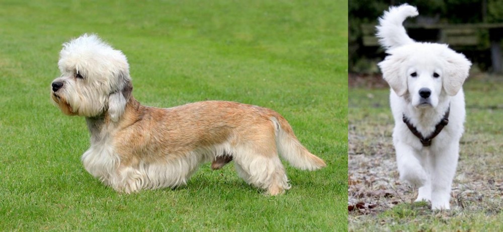 Polish Tatra Sheepdog vs Dandie Dinmont Terrier - Breed Comparison