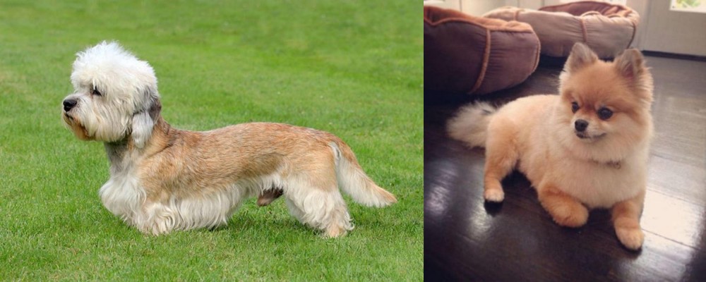 Pomeranian vs Dandie Dinmont Terrier - Breed Comparison