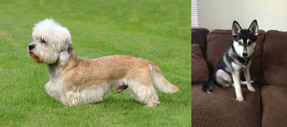 Pomsky vs Dandie Dinmont Terrier - Breed Comparison
